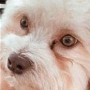 Meet your Posher, Ronnie